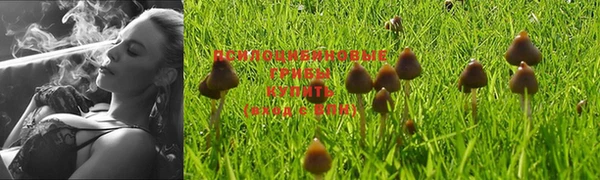 ГАЛЛЮЦИНОГЕННЫЕ ГРИБЫ Михайловка